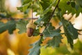 Beautiful colorful closeup of an acorn growing on oak tree with orange october leaves in the background Royalty Free Stock Photo