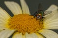 Beautiful ,colorful closeup of a house fly on a daisy