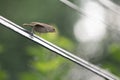 Beautiful ,colorful closeup of a house wren