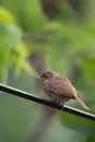 Beautiful ,colorful closeup of a house wren