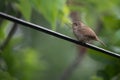 Beautiful ,colorful closeup of a house wren