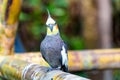 A beautiful and colorful Cockatiel breed parrot in the green forest