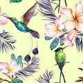 Beautiful colorful colibri and plumeria flowers on light green background. Exotic tropical seamless pattern. Watecolor painting. Royalty Free Stock Photo