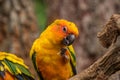 Beautiful colorful conure parrot bird eating a piece of stick on tree branch Royalty Free Stock Photo