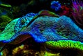 Beautiful colorful coral reef and sea anemones in amazing light, all shines in color