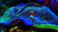 Beautiful colorful coral reef and sea anemones in amazing light, all shines in color