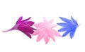 Beautiful colorful cornflowers petals isolated on white background, macro Royalty Free Stock Photo