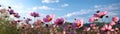 Beautiful colorful cosmos pink flowers in the field against blue sky Royalty Free Stock Photo