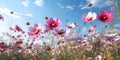 Beautiful colorful cosmos pink flowers in the field against blue sky Royalty Free Stock Photo