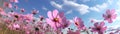 Beautiful colorful cosmos pink flowers in the field against blue sky Royalty Free Stock Photo