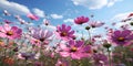 Beautiful colorful cosmos pink flowers in the field against blue sky Royalty Free Stock Photo