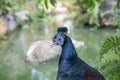 Beautiful colorful crested fireback. Royalty Free Stock Photo