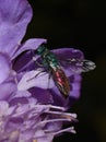 Ruby-tailed cuckoo wasp Chrysis in a purple flower