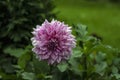 beautiful colorful dahlias in the summer garden Royalty Free Stock Photo