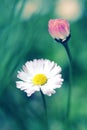 Beautiful colorful daisies