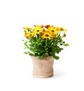 Beautiful colorful daisy flowers in small pot decorated with sa