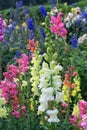 Beautiful colorful decorative garden flowers and buds in the bryant park, kodaikanal.