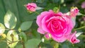 Beautiful, colorful, delicate blooming roses in a pink garden. Selective focus. Close-up Royalty Free Stock Photo