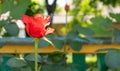 Beautiful, colorful, delicate blooming roses in a red garden. Selective focus. Close-up Royalty Free Stock Photo