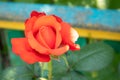 Beautiful, colorful, delicate blooming roses in a red garden. Selective focus. Close-up Royalty Free Stock Photo