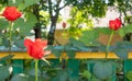 Beautiful, colorful, delicate blooming roses in a red garden. Selective focus. Close-up Royalty Free Stock Photo