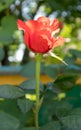 Beautiful, colorful, delicate blooming roses in a red garden. Selective focus. Close-up. Royalty Free Stock Photo
