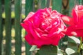 Beautiful, colorful, delicate blooming roses in a red garden. Selective focus. Close-up. Royalty Free Stock Photo