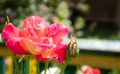 Beautiful, colorful, delicate blooming roses in a red garden. Selective focus. Close-up. Royalty Free Stock Photo