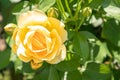 Beautiful, colorful, delicate blooming roses in a yellow garden. Selective focus. Close-up Royalty Free Stock Photo