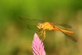 Close up shot of dragonfly landing on top flower Royalty Free Stock Photo