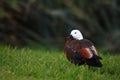 Duck with white head, orange wings and black beak in New Zealand nature Royalty Free Stock Photo
