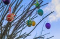Beautiful and colorful easter egg decoration hanging in a tree Royalty Free Stock Photo