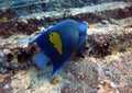 Beautiful colorful emperor fish underwater of red sea in Egypt Royalty Free Stock Photo