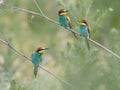 Beautiful colorful enamoured couple of bee-eaters