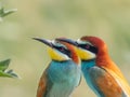 Beautiful colorful enamoured couple of bee-eaters , Merops apiaster