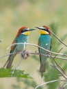 Beautiful colorful enamoured couple of bee-eaters, Merops apiaster