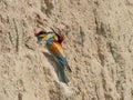 Beautiful colorful enamoured couple of bee eaters near the nest, Merops apiaster