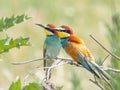 Beautiful colorful enamoured couple of bee-eaters sitting on a twig, Merops apiaster