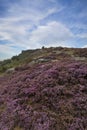 Beautiful colorful English Peak District landscape from Curbar Edge of colorful heather during late Summer sunset