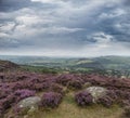 Beautiful colorful English Peak District landscape from Curbar Edge of colorful heather during late Summer sunset