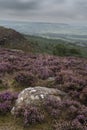 Beautiful colorful English Peak District landscape from Curbar Edge of colorful heather during late Summer sunset