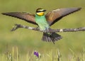 Beautiful and colorful European bee-eater Merops apiaster from region Castilla-La Mancha in Spain.