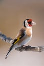 European Goldfinch (Carduelis carduelis) closeup