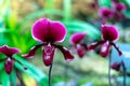 Beautiful colorful exotic orchid flowers