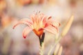 Beautiful colorful fairy dreamy magic yellow red flower, blurry background