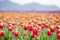 Beautiful colorful field of tulips Royalty Free Stock Photo