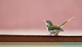 Beautiful Colorful Finch on a Wall , HD Wallpaper. Royalty Free Stock Photo