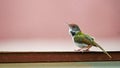 Beautiful Colorful Finch on a Wall , HD Wallpaper. Royalty Free Stock Photo