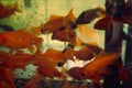 Colorful golden fish in the aquarium Royalty Free Stock Photo