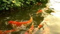 Beautiful colorful fish mirror carp swim in the clear water.